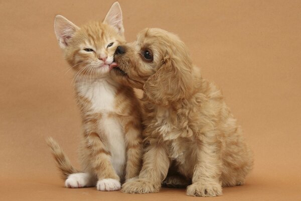 Cachorro con un gatito sobre un fondo beige