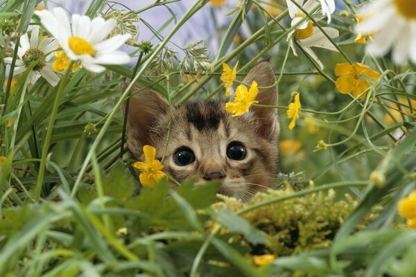 Ein kleiner Jäger hat sich im Gras versteckt