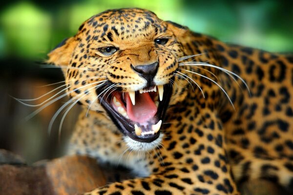 Animaux prédateur guépard sourire