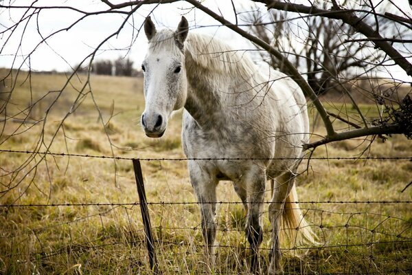 Cheval blanc sur l herbe derrière la clôture