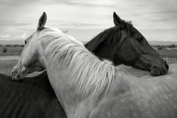 Adieu cheval à cheval