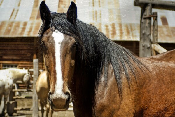 A horse with a beautiful black mane