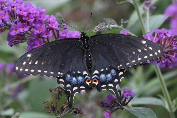 A butterfly with black wings sits on a pink flower