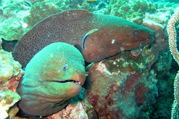 Murene dentate nelle profondità del mare