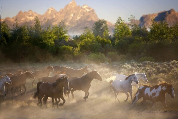 A herd of horses galloping into the distance