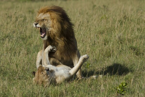 Le rugissement du Lion et de la lionne dans la steppe