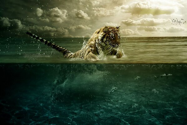 A strong tiger goes for fish