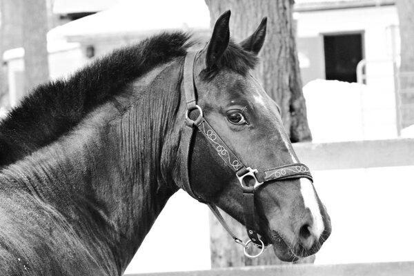 Lo sguardo del cavallo. Bellissimo cavallo