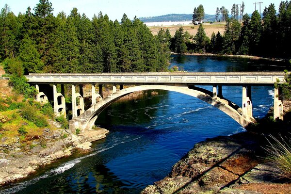 Pont sur la rivière dans la forêt