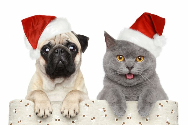 Hund und Katze in Weihnachtskappen