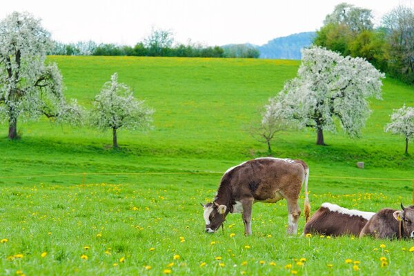 Prairie verte et vaches qui y paissent