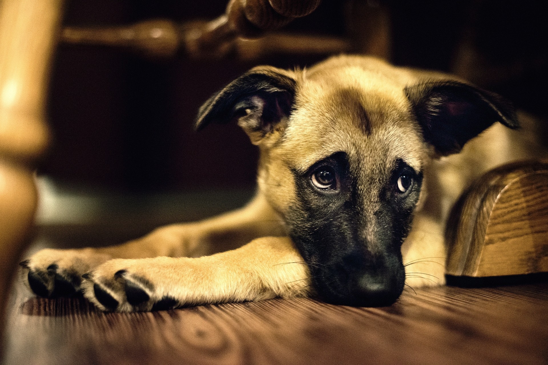 perro perro mirando estado de ánimo tristeza