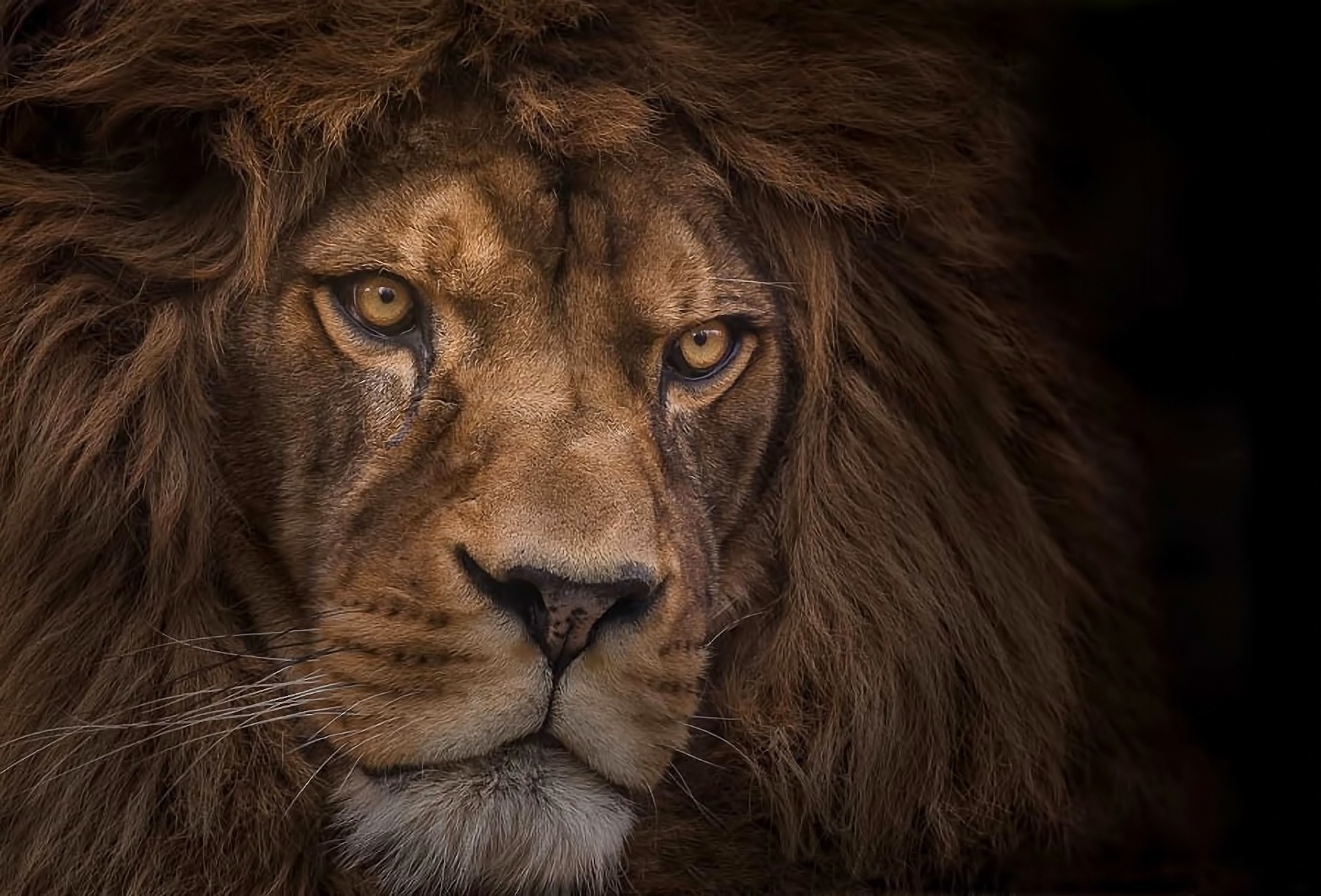 fondo oscuro depredador león vista