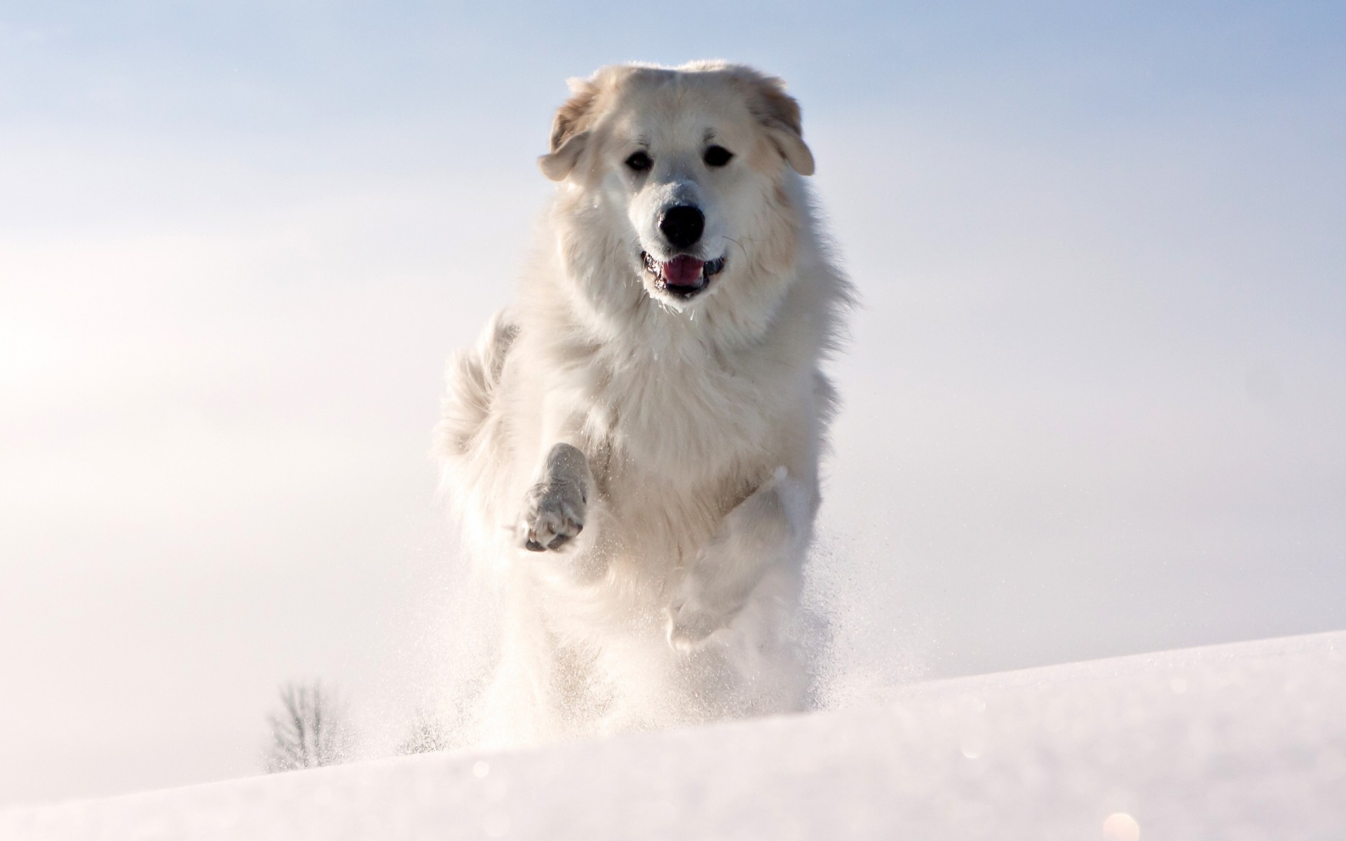 blanc animaux dents chien épis