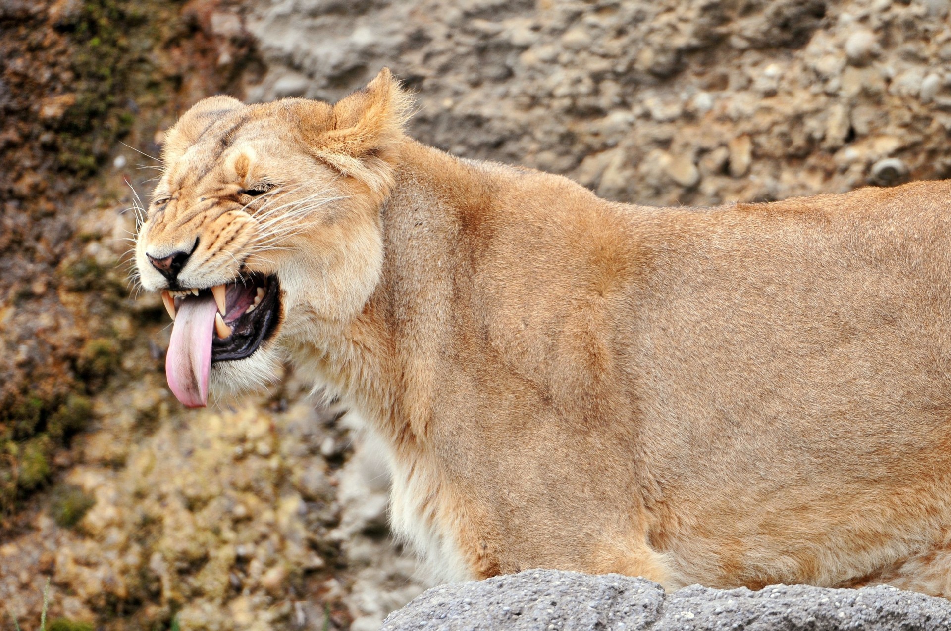 denti animali leonessa leone