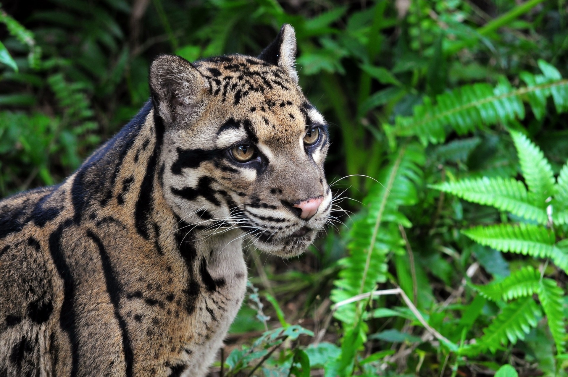 gato salvaje leopardo ahumado