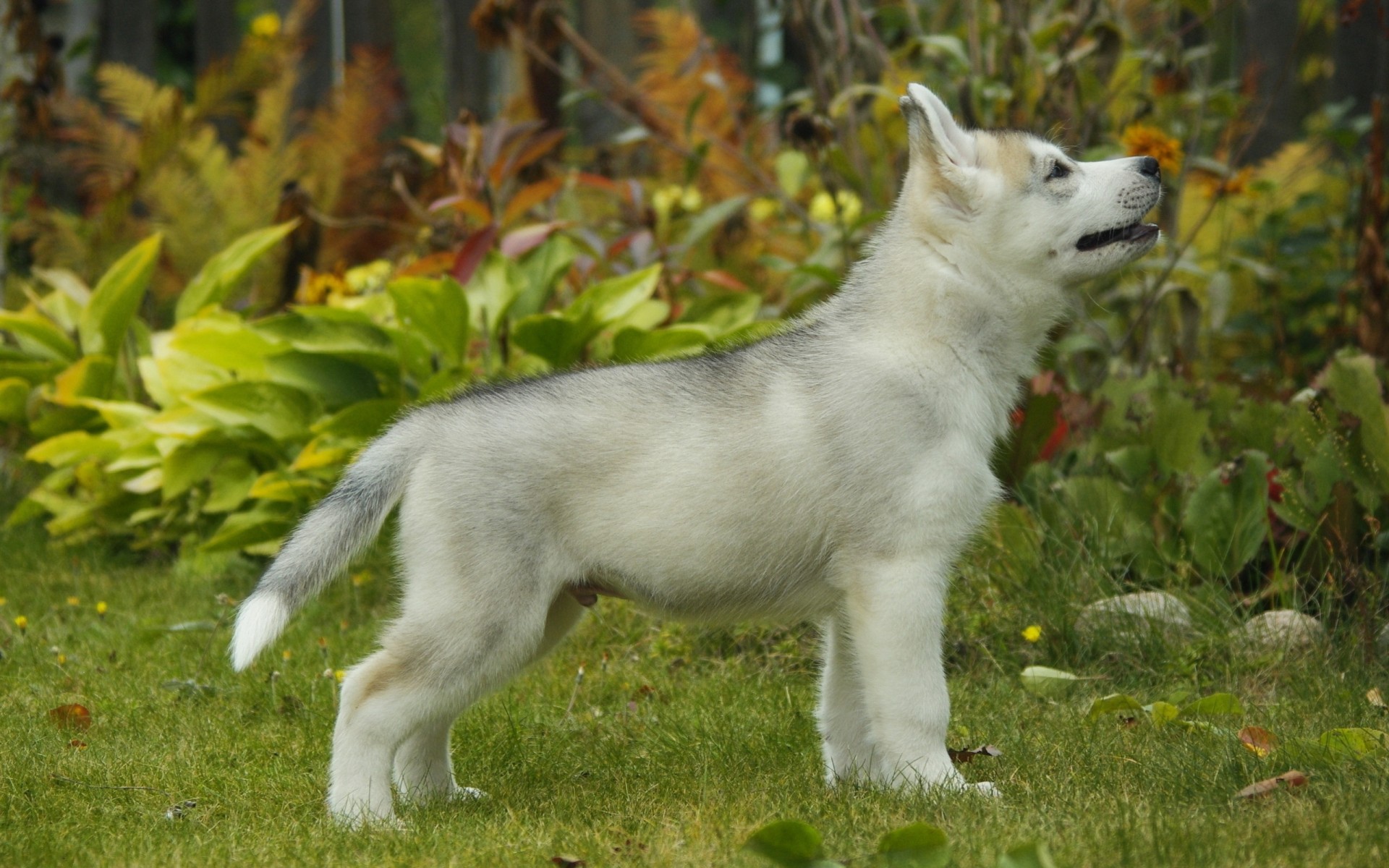 pies szczeniak husky