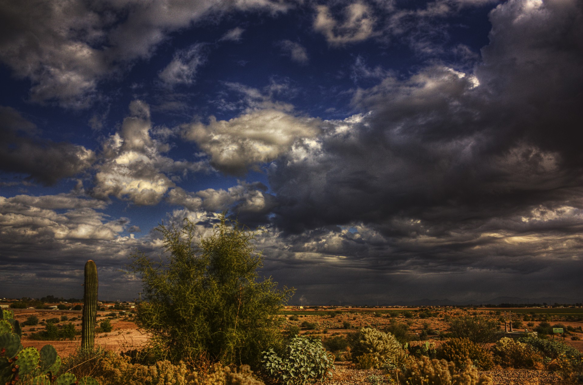 méxico cactus tormenta