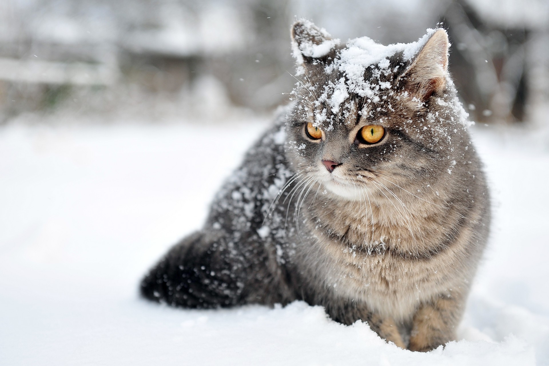 nieve invierno gato