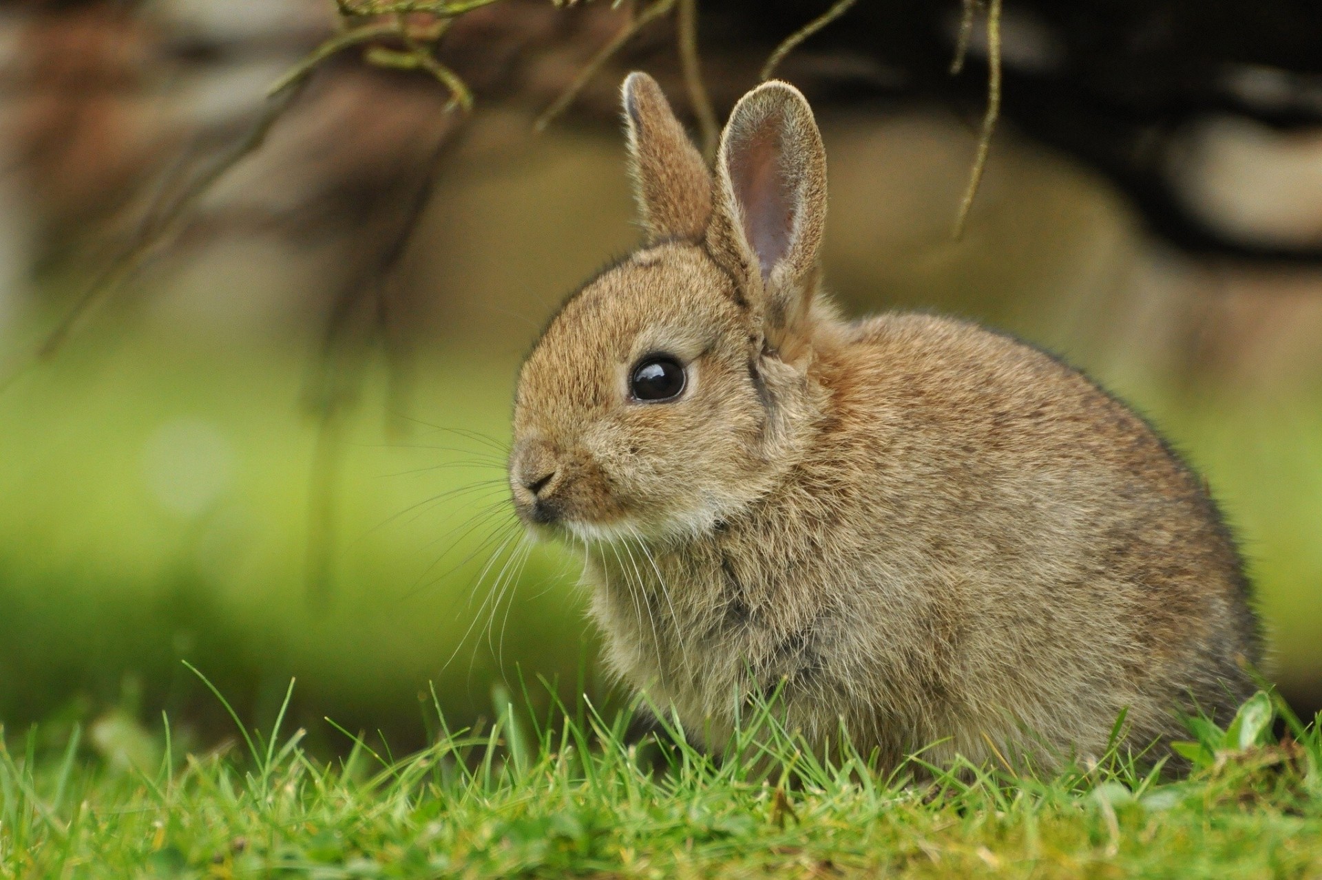 cub lapin lièvre herbe