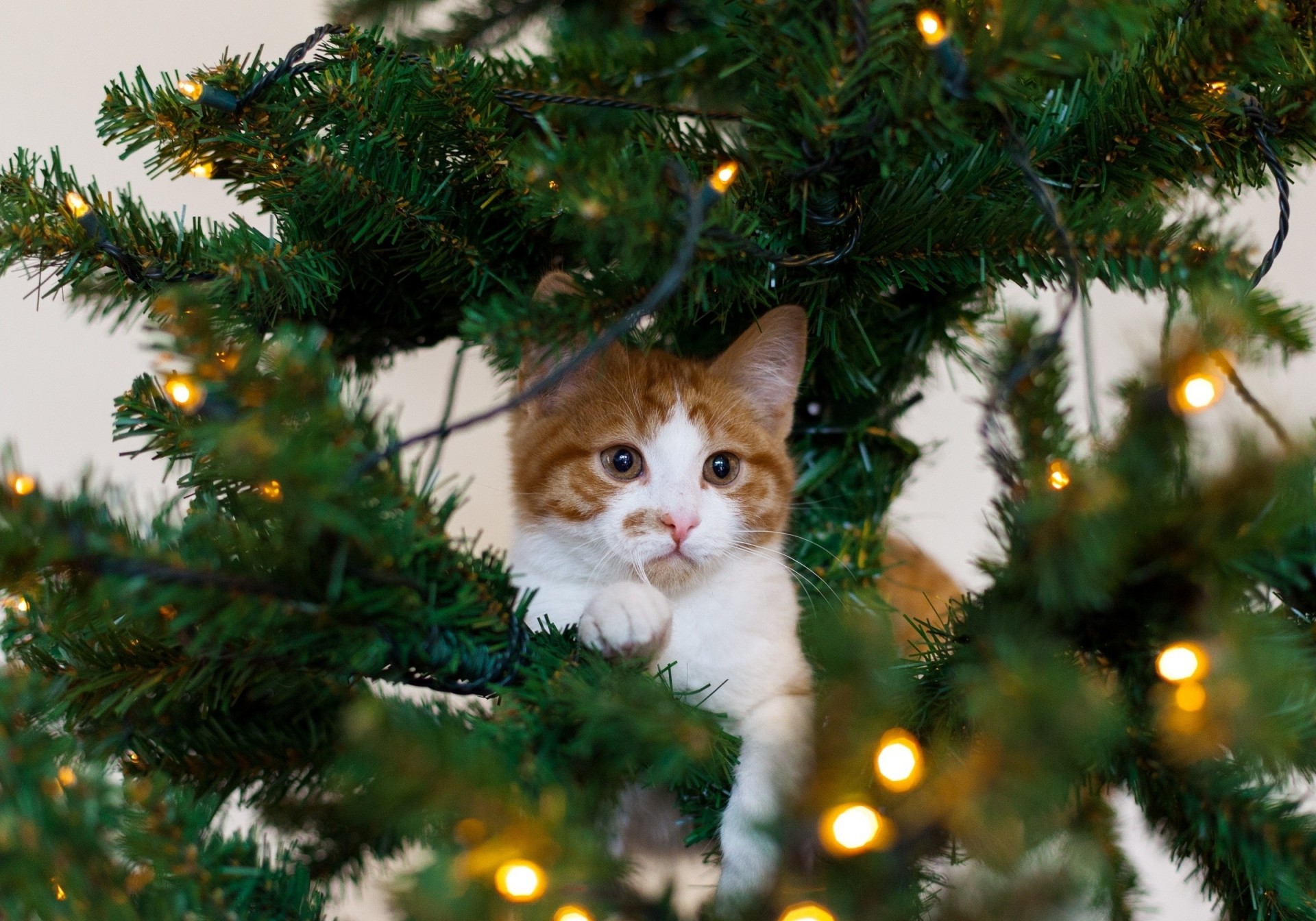 weihnachtsbaum katze rot weiß