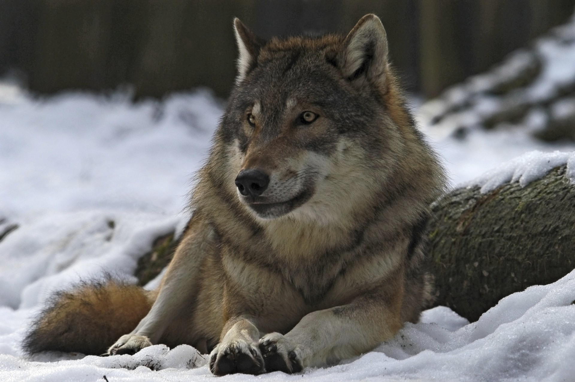 bosque invierno líder lobo hombre