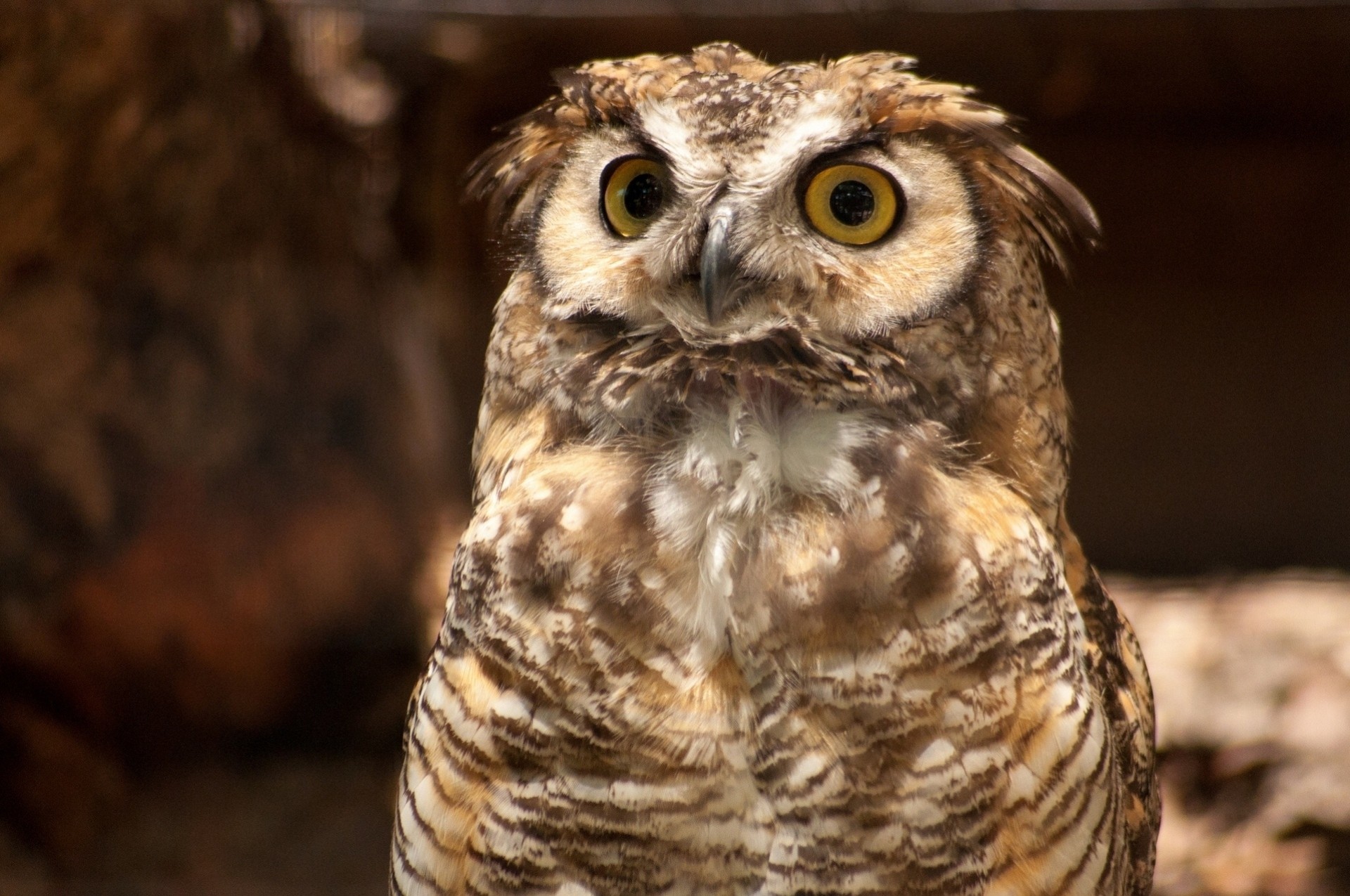 birds great horned owl owl