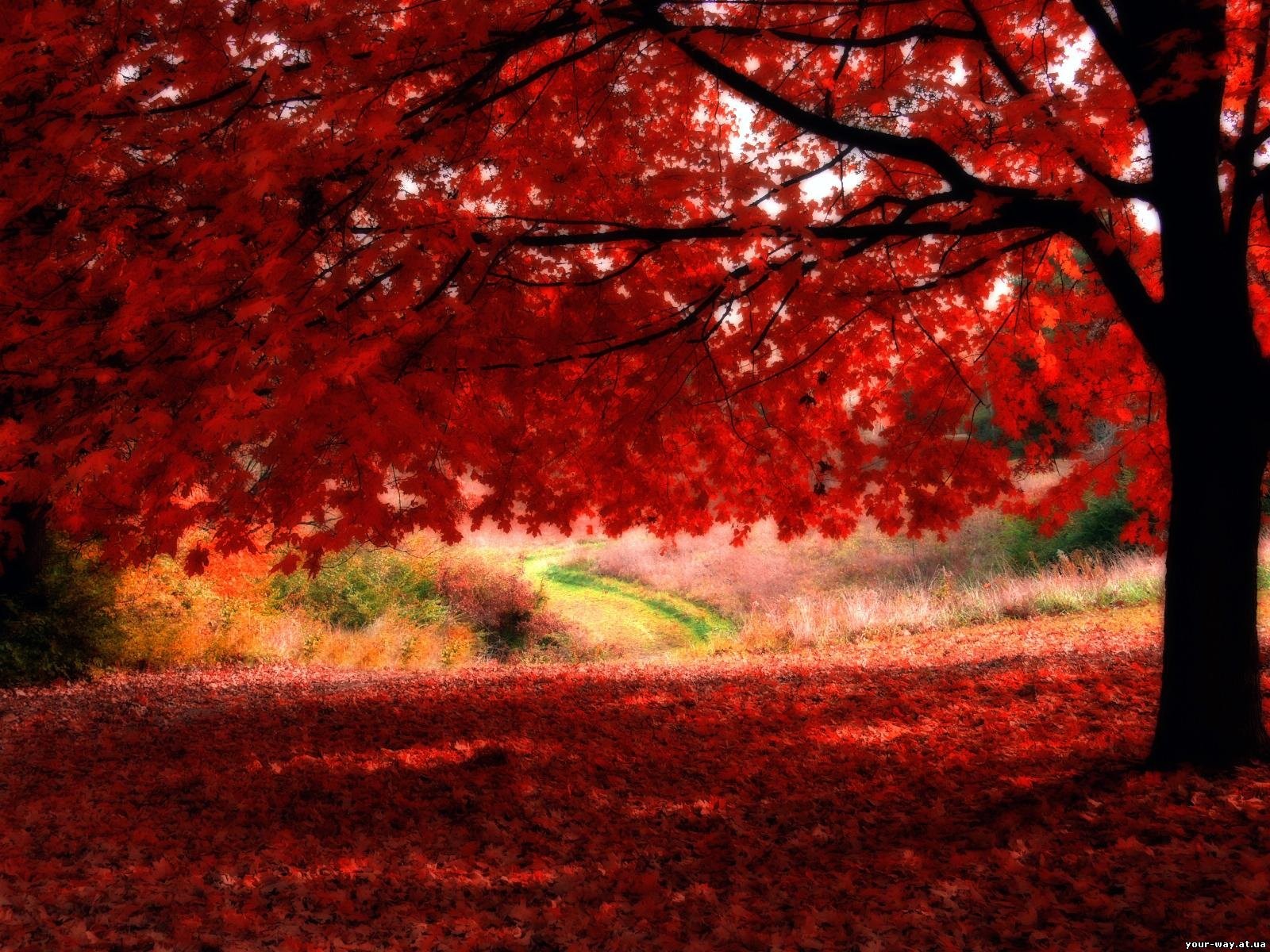 bäume herbst blätter