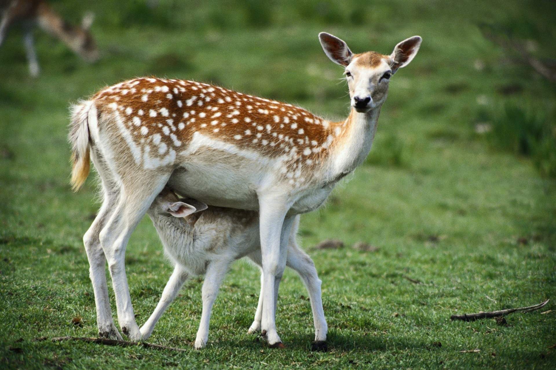 jungtier gras gefleckt hirsch