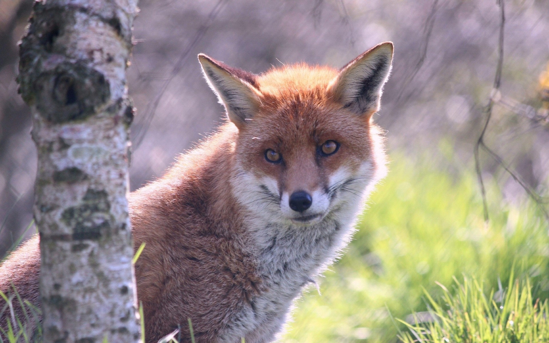 bouleau renard rouge arbre