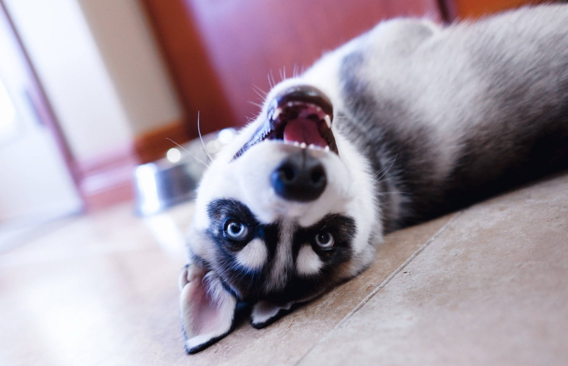 teeth eyes dog is husky views puppy