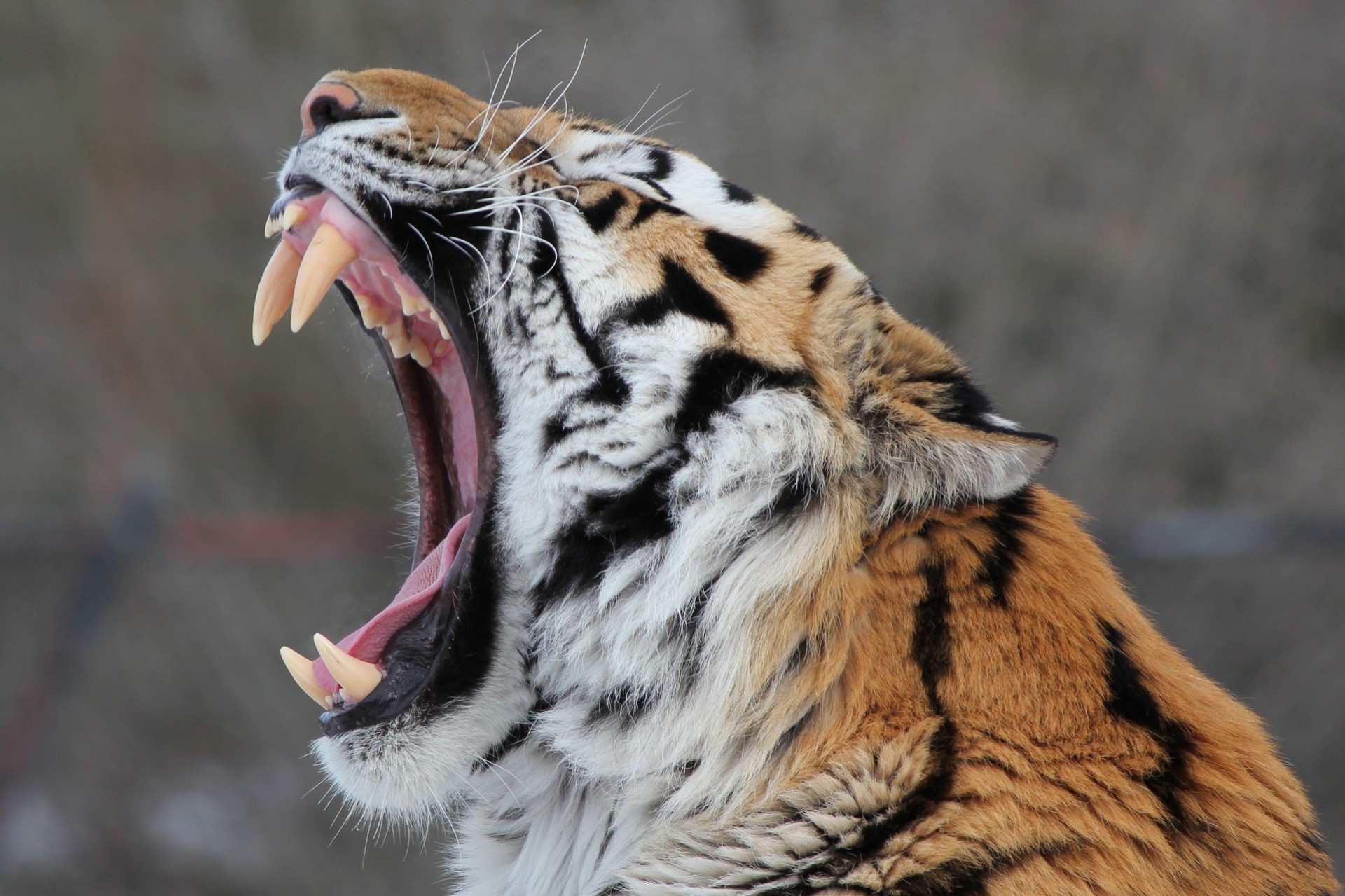 denti tigre dell amur tigre bocca zanne gatto selvatico sbadigli