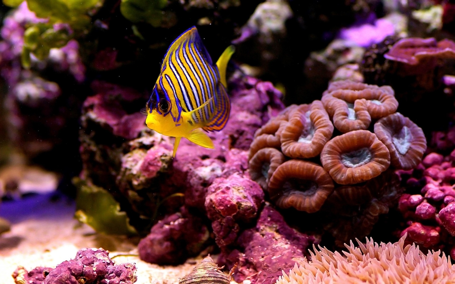 close up sea fish from the bottom coral