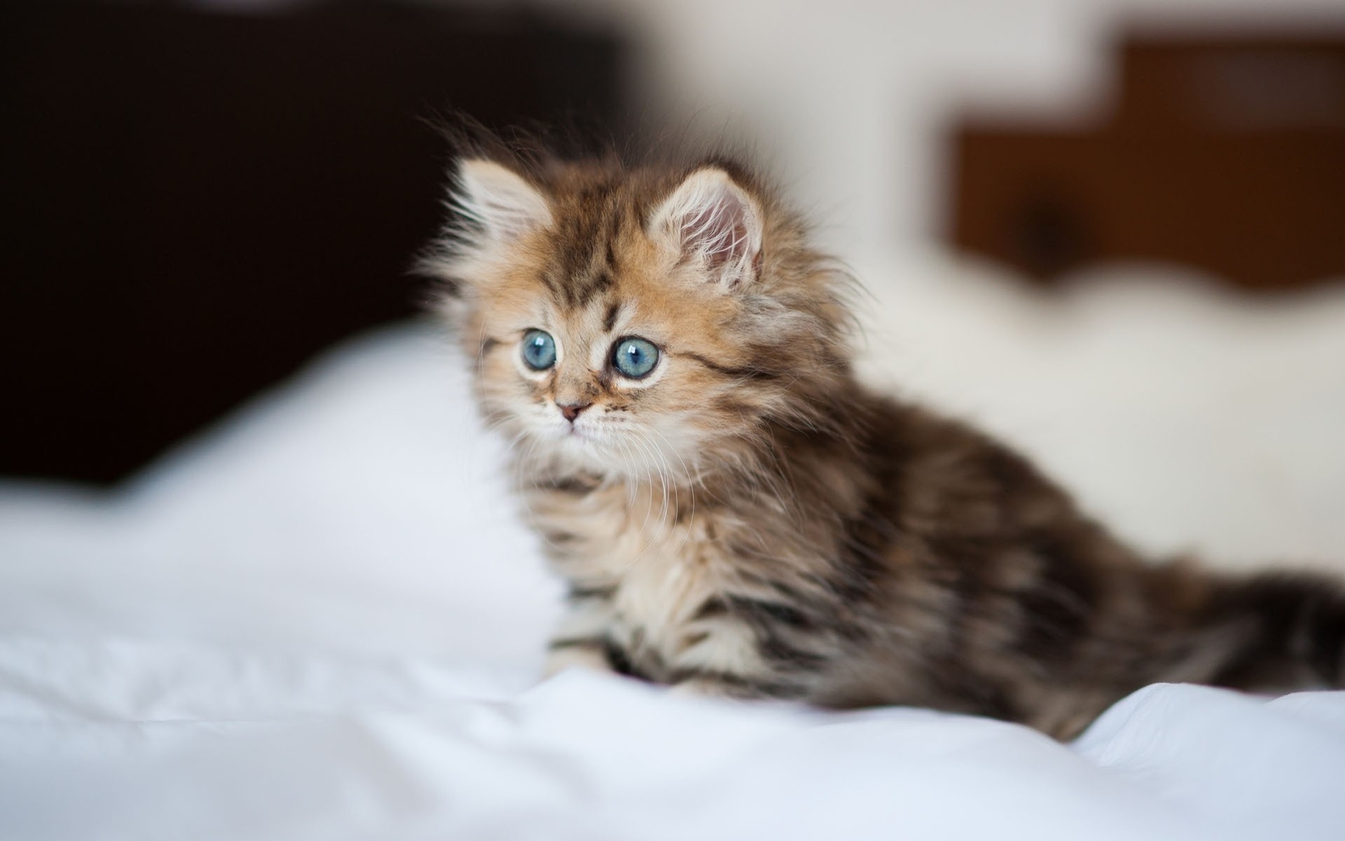 attenzione gatto letto lenzuolo