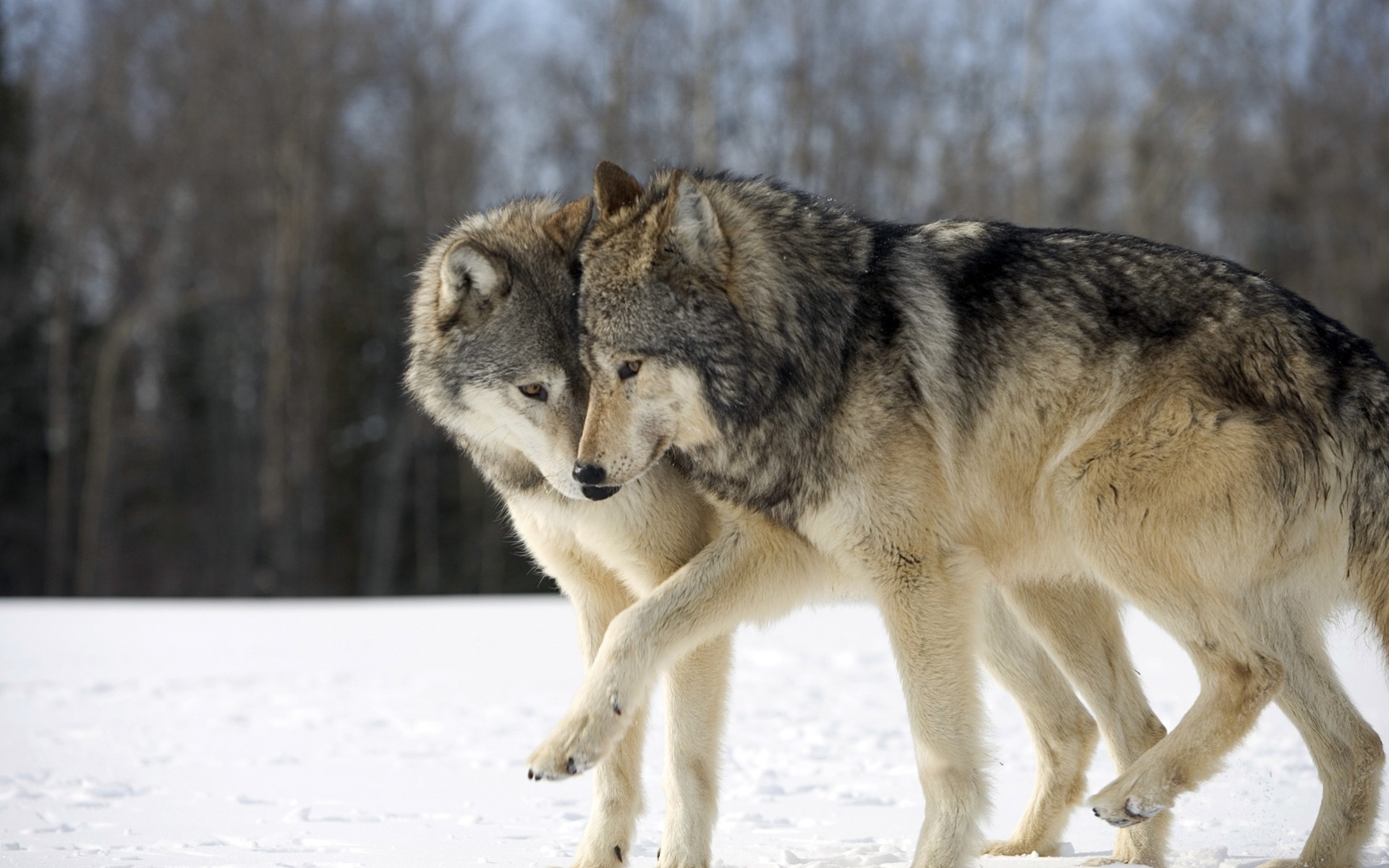 wolf wald schnee winter wölfe