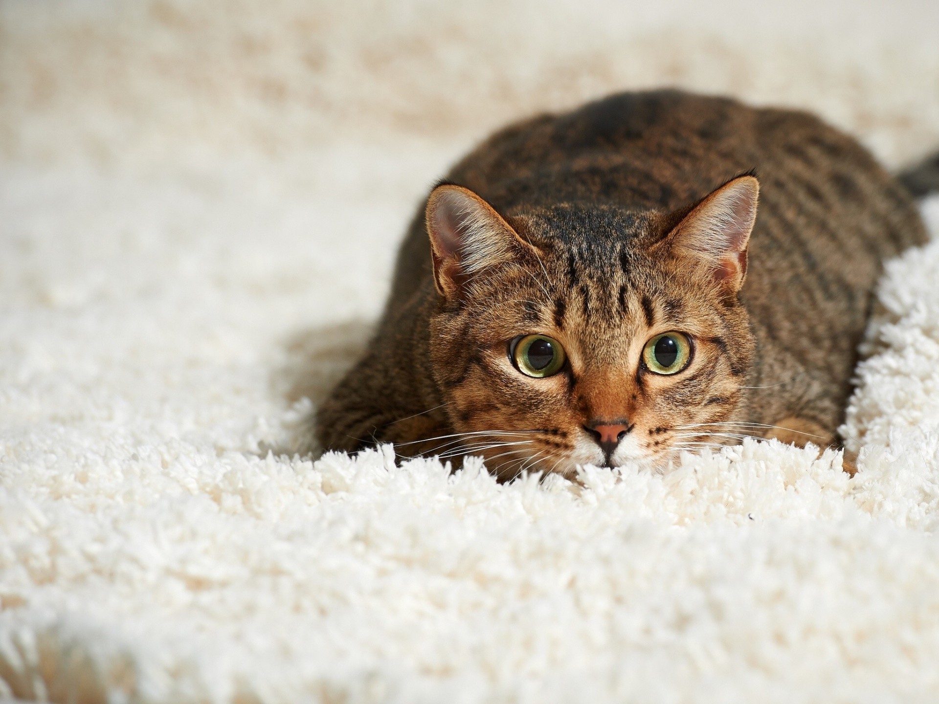 chat vue tapis