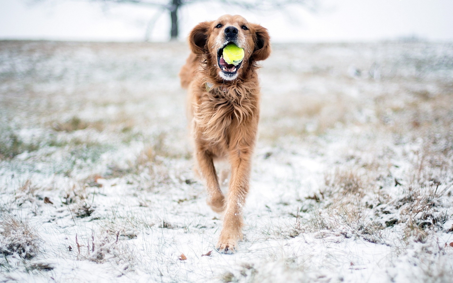 perro nieve juego