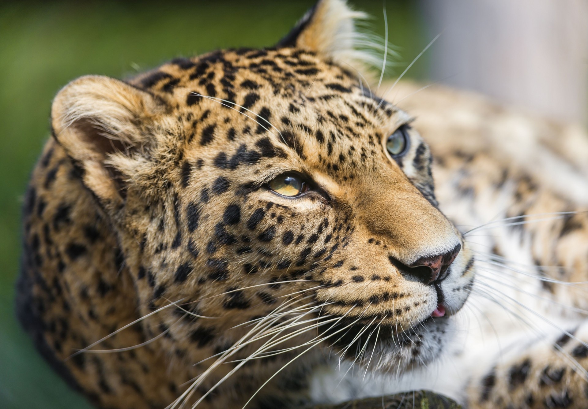 denti gatto selvatico predatore leopardo