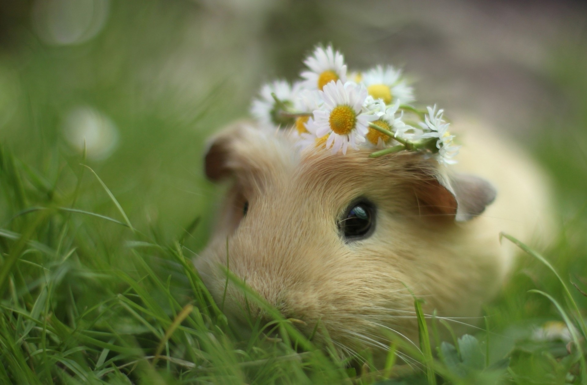 guinea pigs grass flower crown