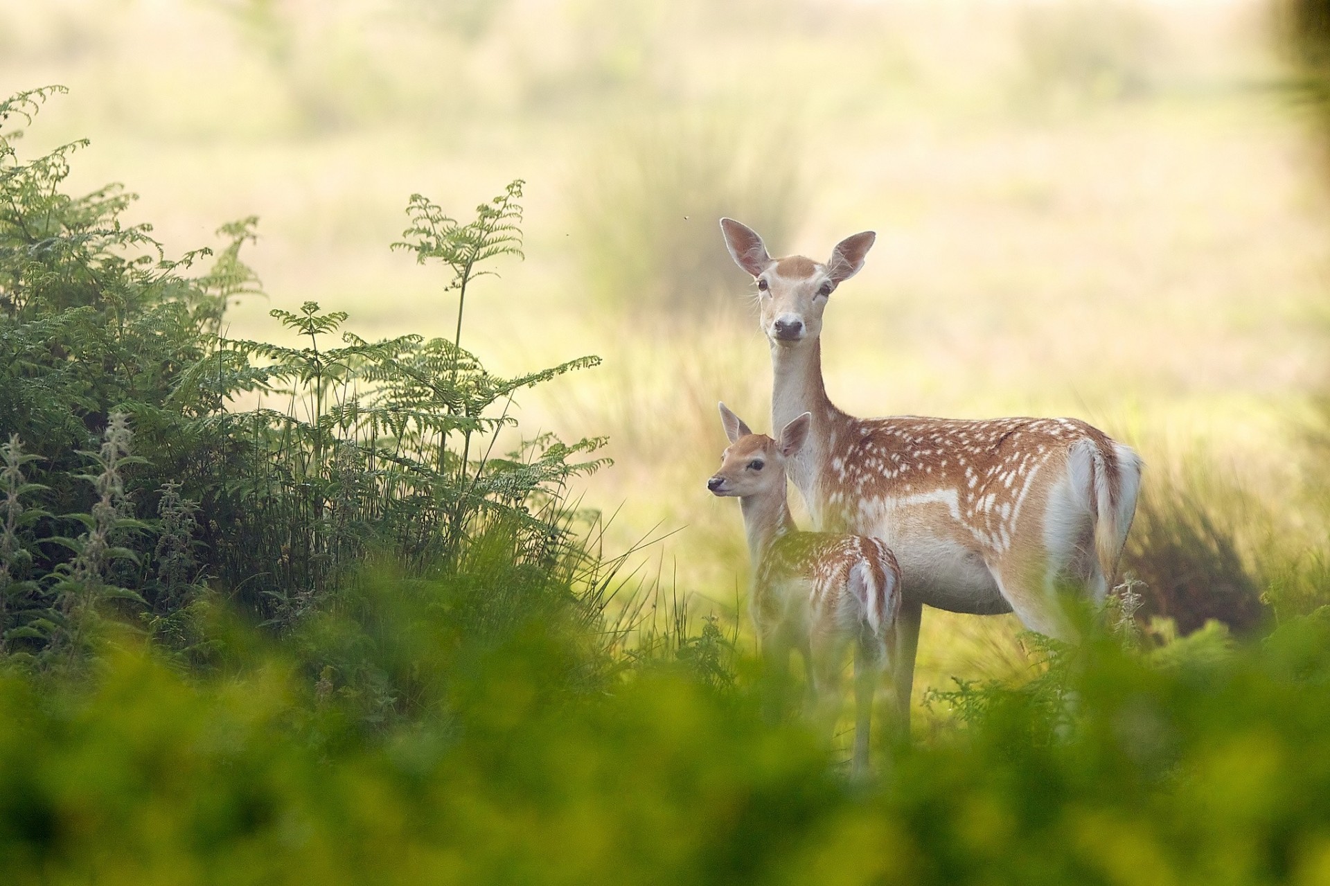 cerf cub maternité cerf