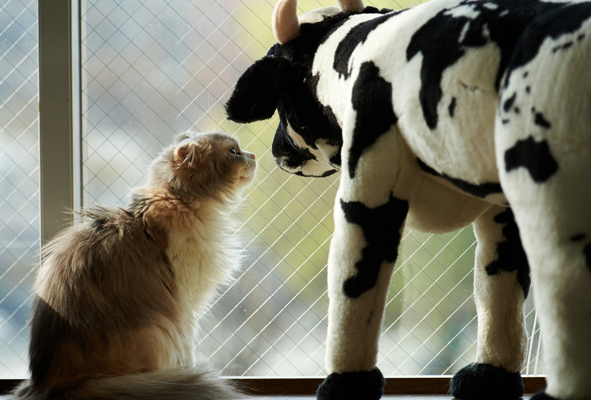 vaca ventana gato juguetes