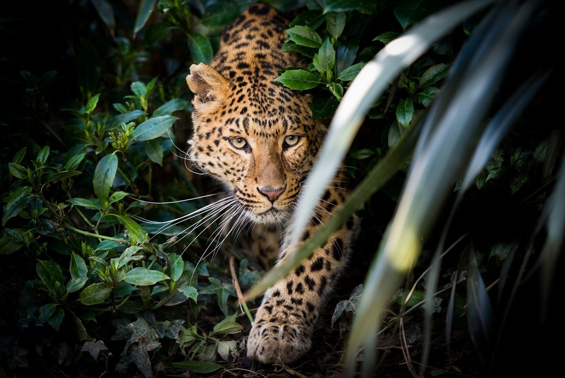 dientes leopardo depredador matorral emboscada gato salvaje