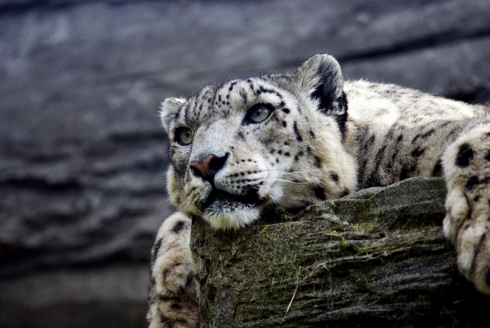 gato salvaje bestia dientes leopardo