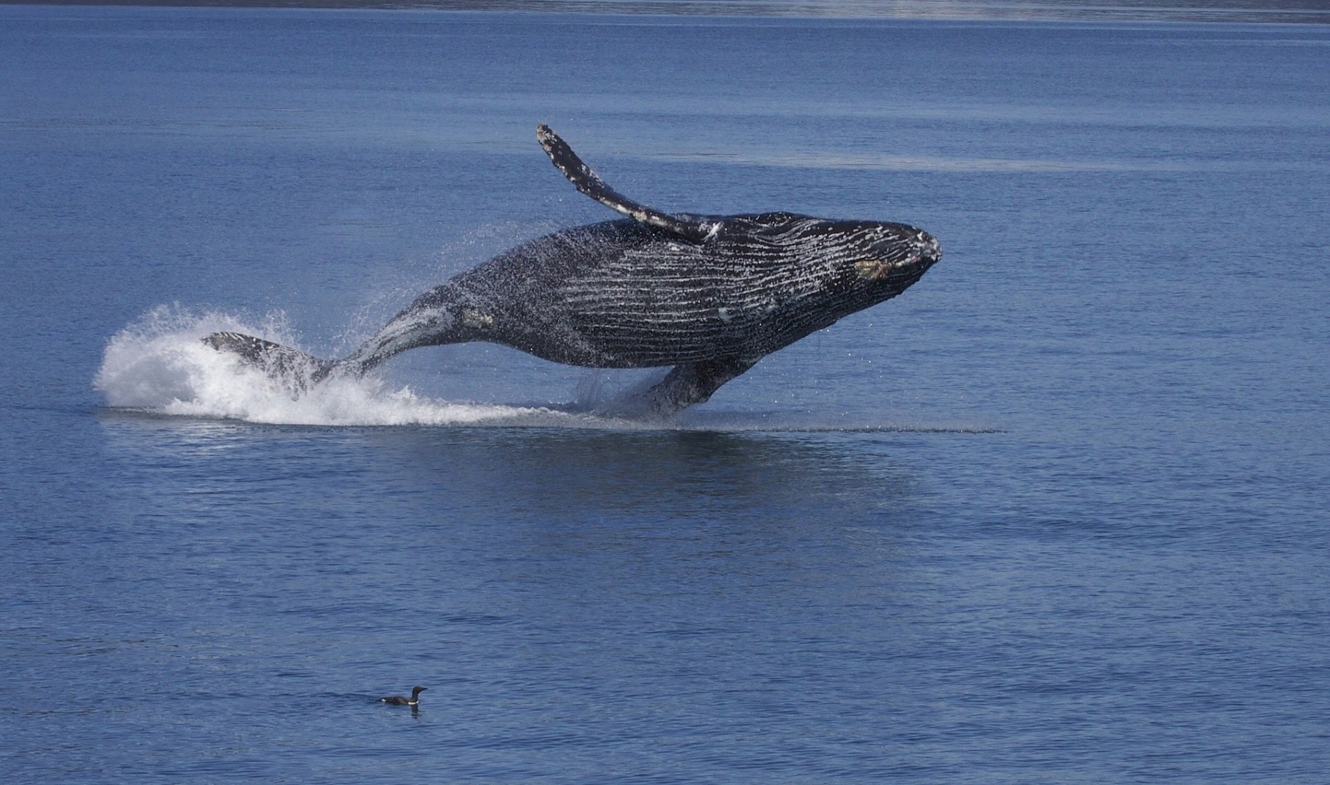 alaska oiseaux océan eau sous-marin baleine à bosse rorqual à bras long corbeau