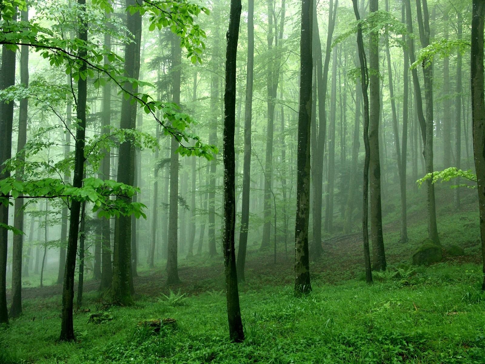 foresta alberi nebbia