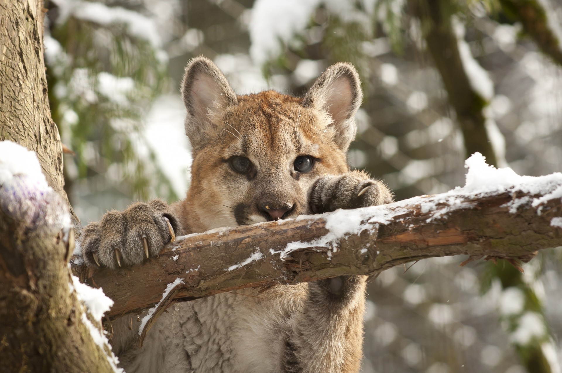 puma baby teenager wild cat mountain lion