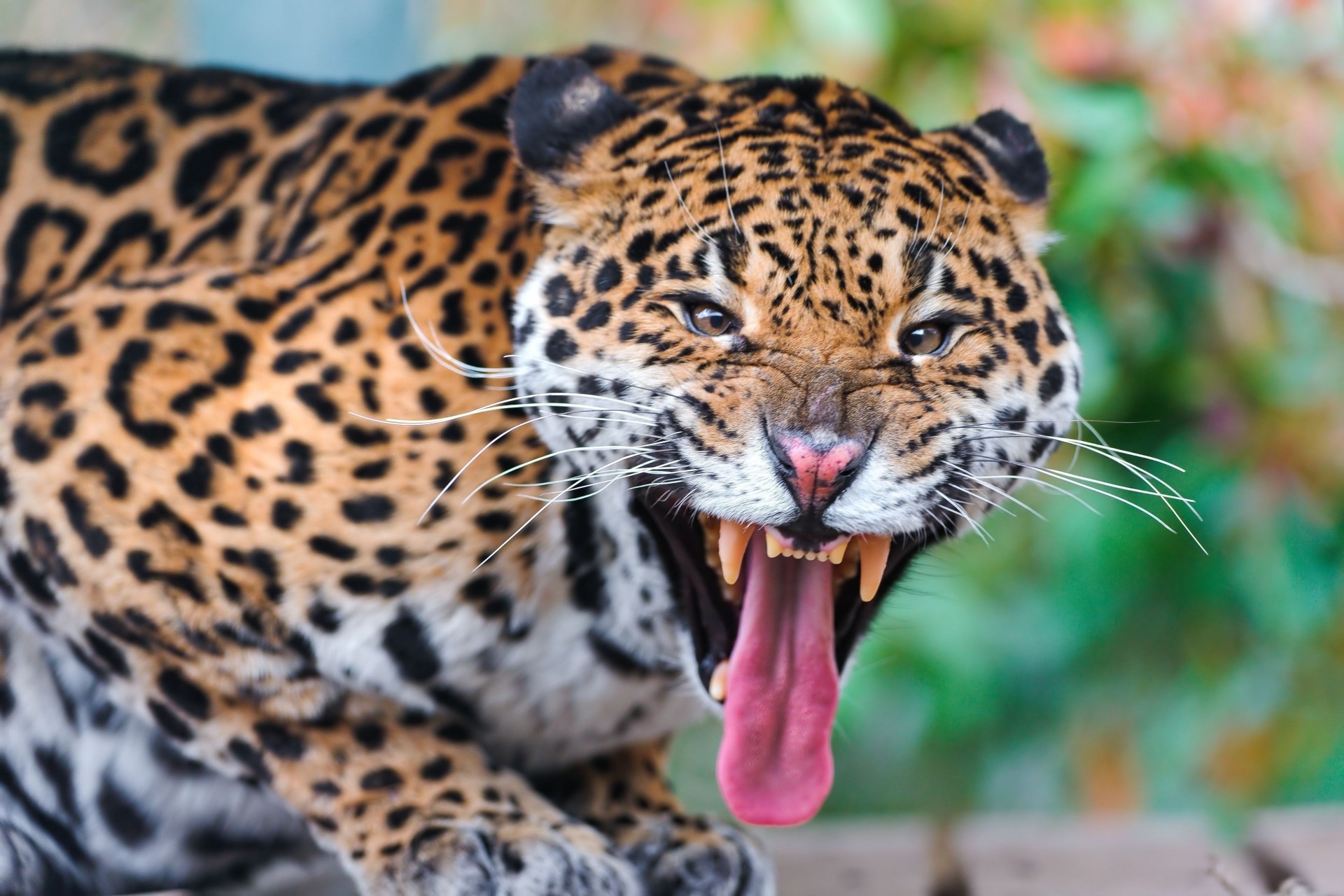 zwierząt złość jaguar drapieżnik agresja