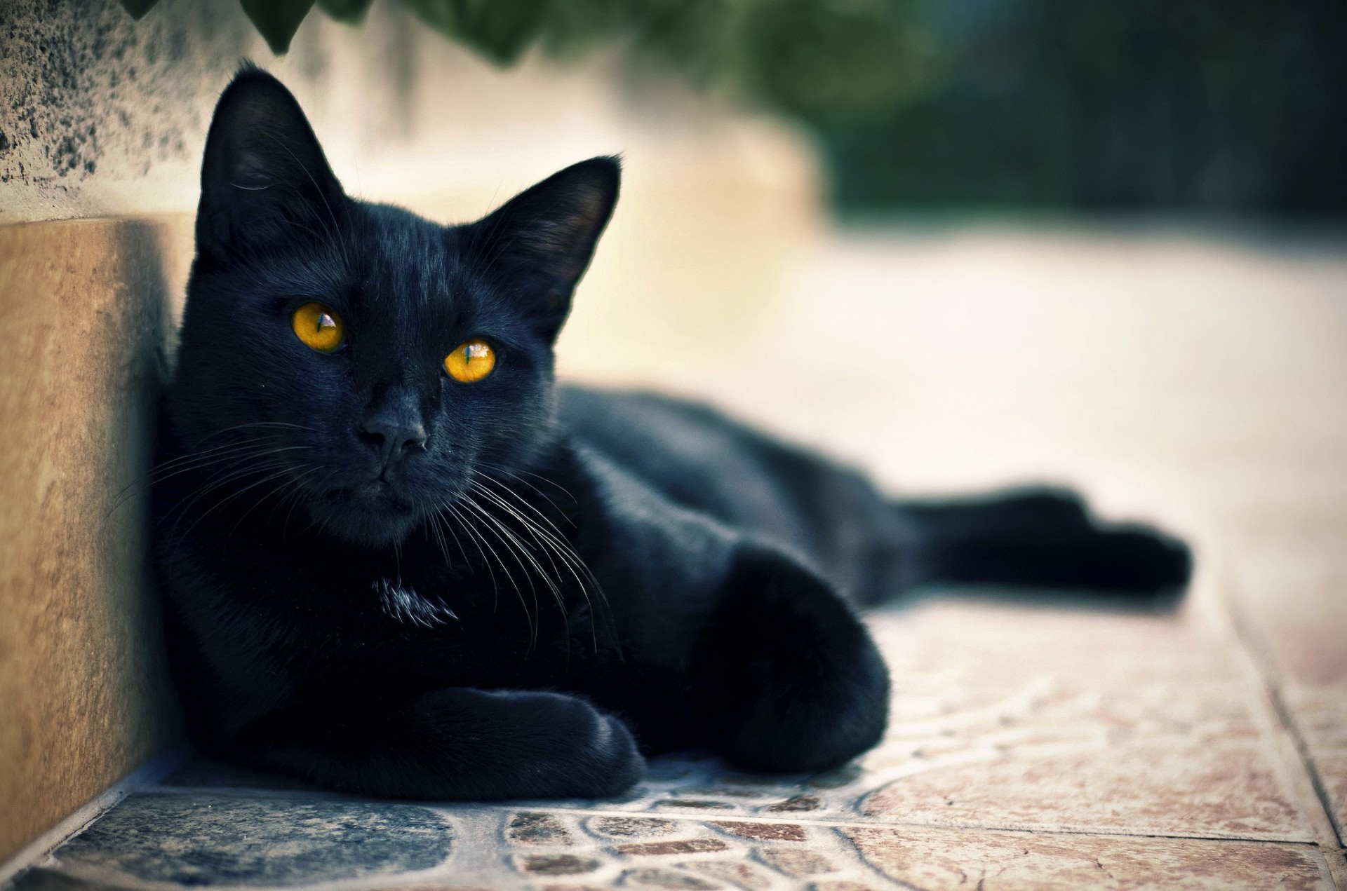 negro gato vista ojos