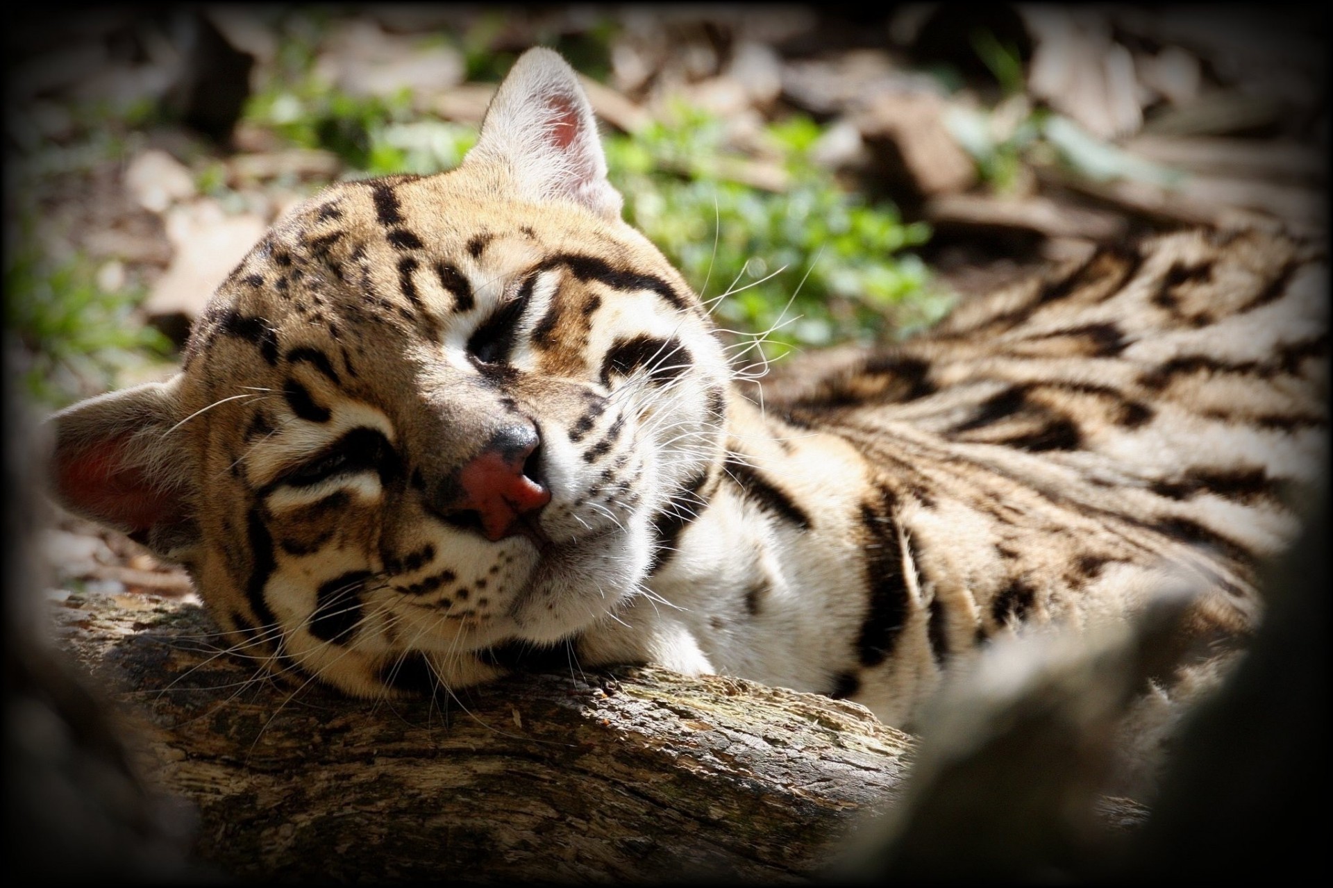 wild cat napping the ocelot