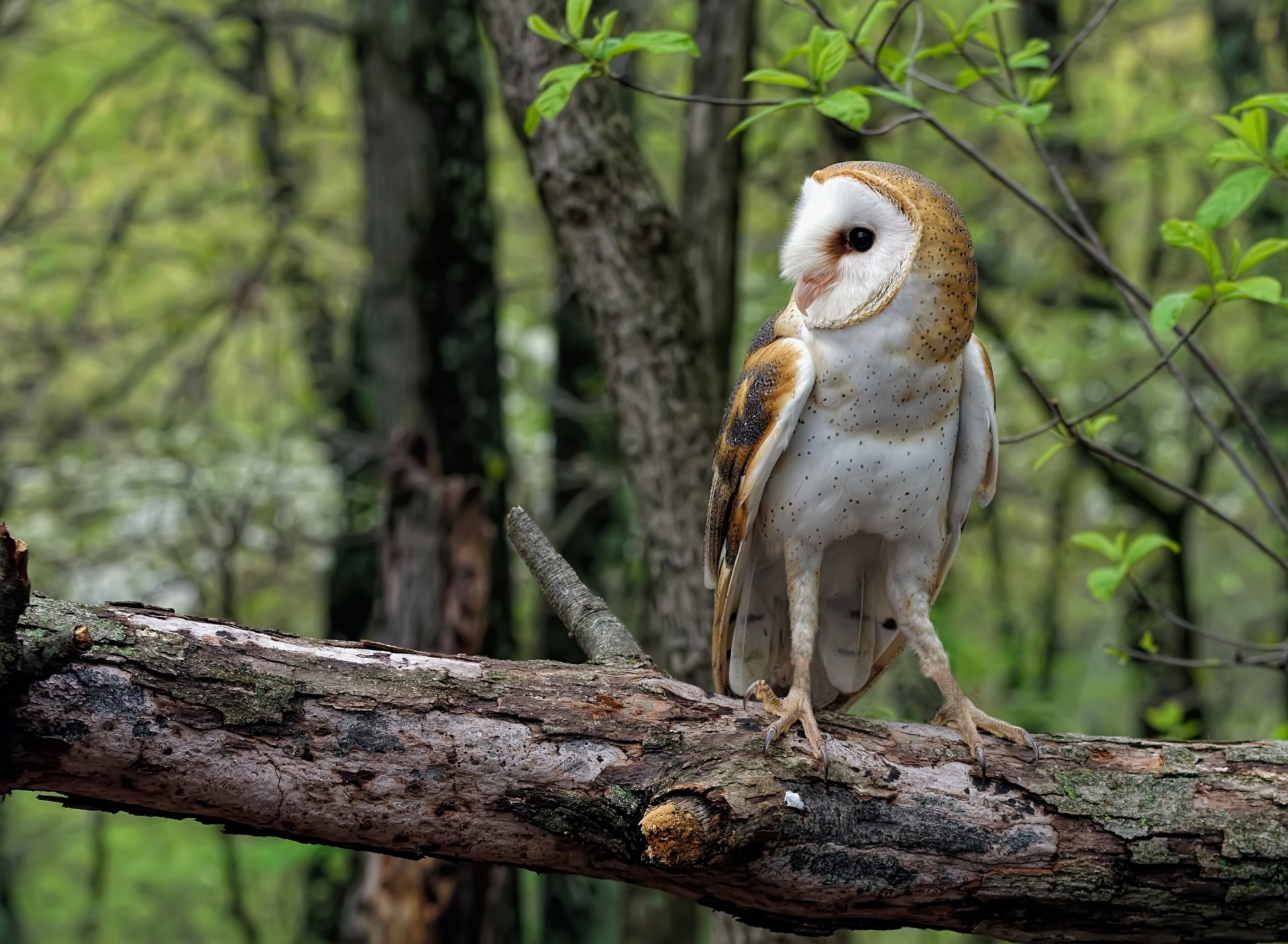 log forest owl pretty